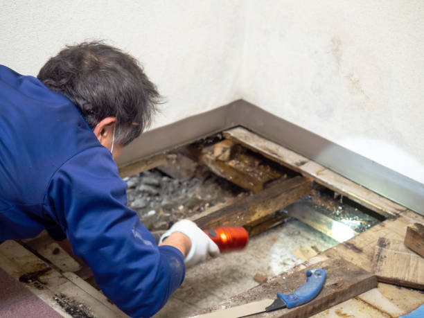 Home Mold Removal in Boutte, LA