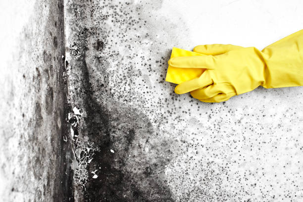 Best Toxic Mold Removal  in Boutte, LA