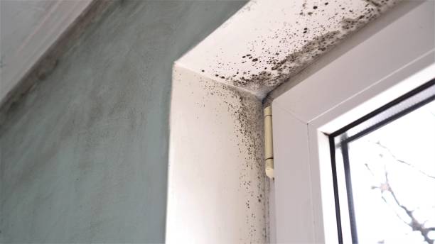 Best Office Mold Removal Services  in Boutte, LA