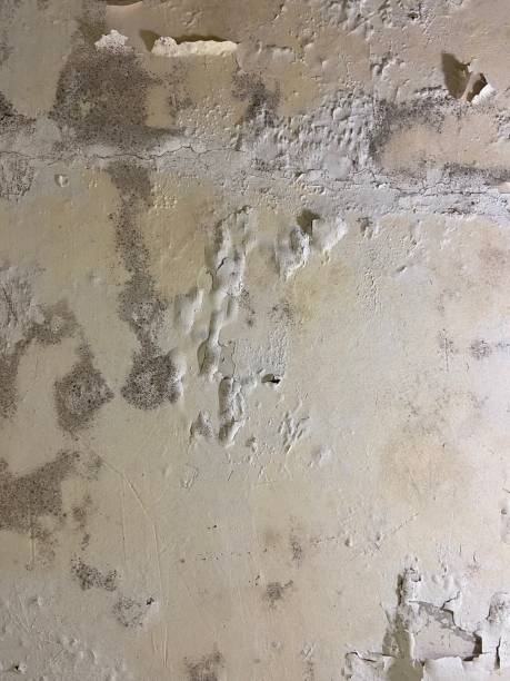 Best Mold Removal Near Me  in Boutte, LA