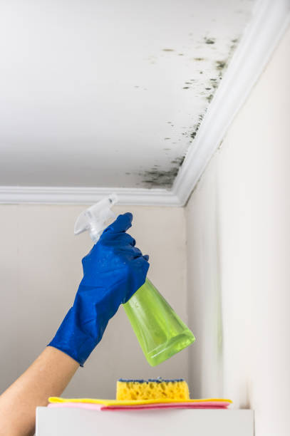 Best Local Mold Removal Service  in Boutte, LA